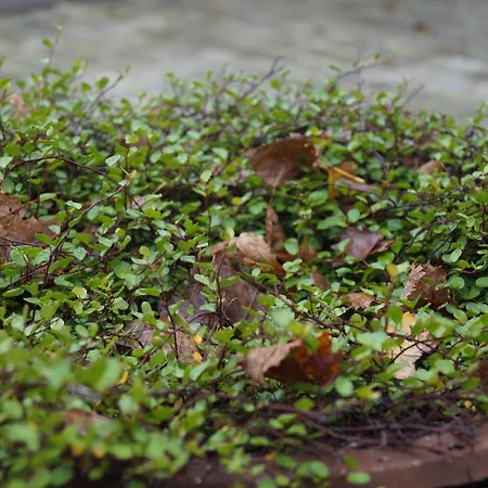 Les Charmes Du Petit Pre Coulomby