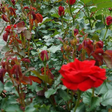 Les Charmes Du Petit Pre Panzió